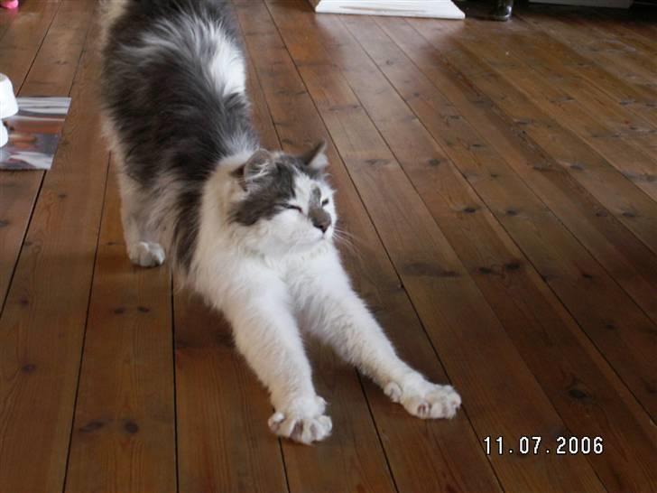 Blanding af racer Bette billede 20