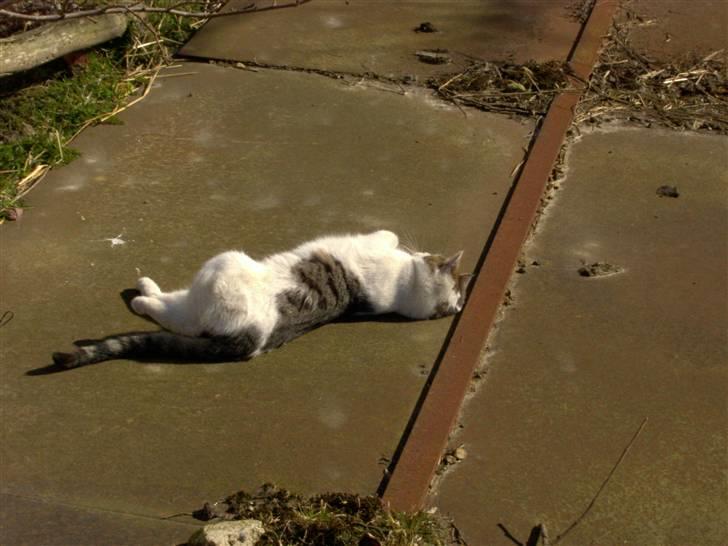 Huskat Lille mis billede 1