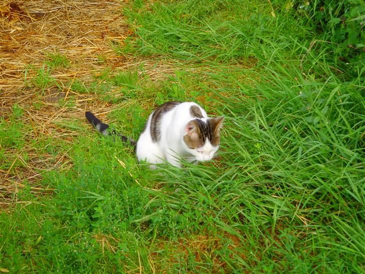 Huskat Lille mis billede 2