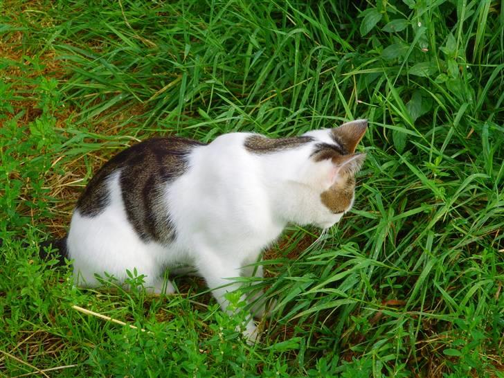 Huskat Lille mis billede 3