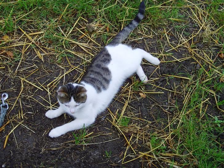 Huskat Lille mis billede 4