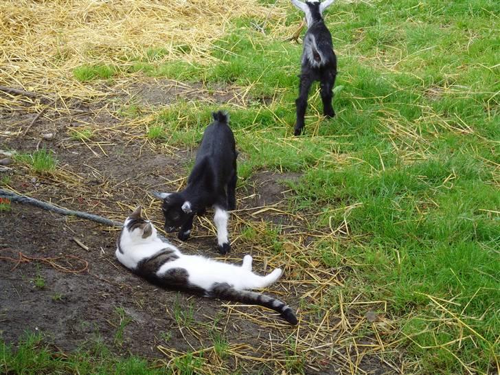 Huskat Lille mis billede 5