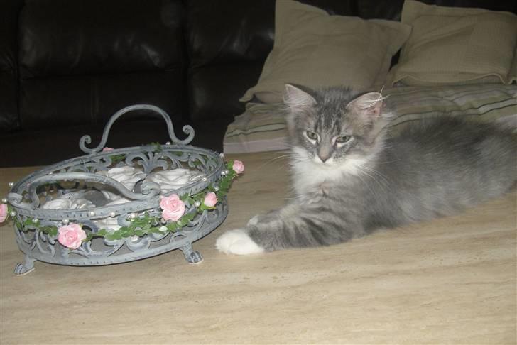 Norsk Skovkat Ronja billede 10