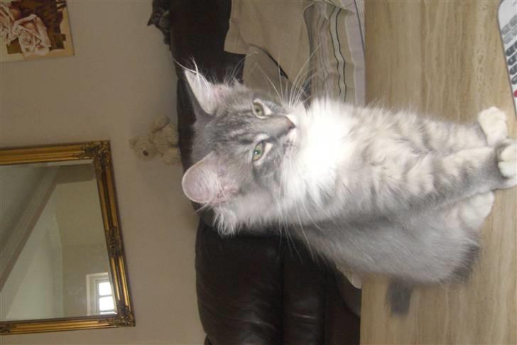 Norsk Skovkat Ronja billede 11