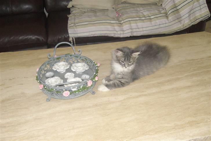 Norsk Skovkat Ronja billede 12