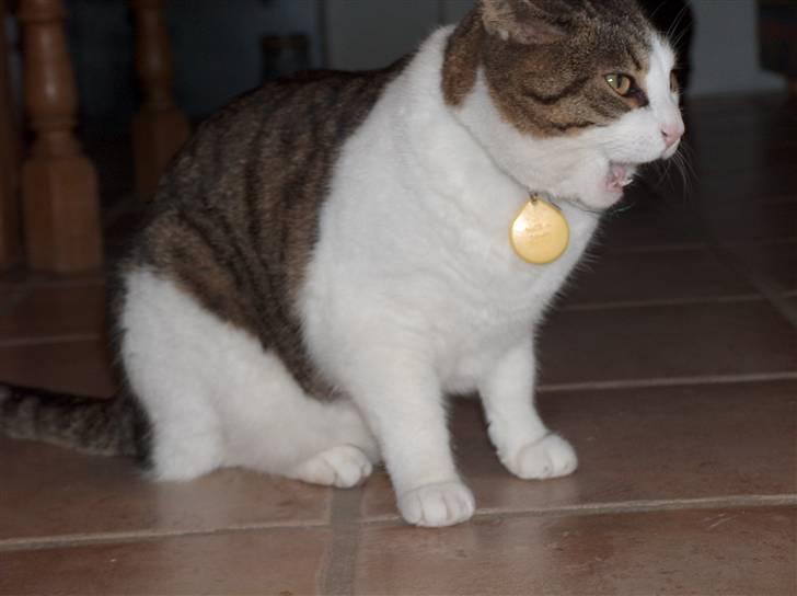 Huskat Nala billede 1