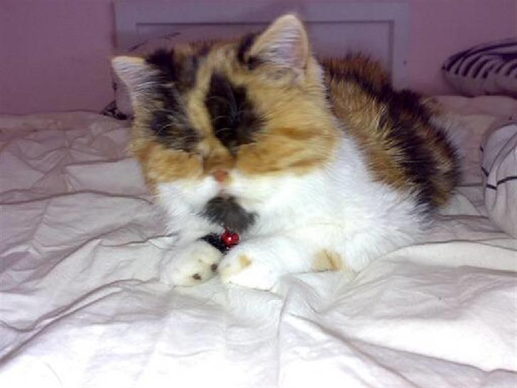 Exotic Thilde billede 4