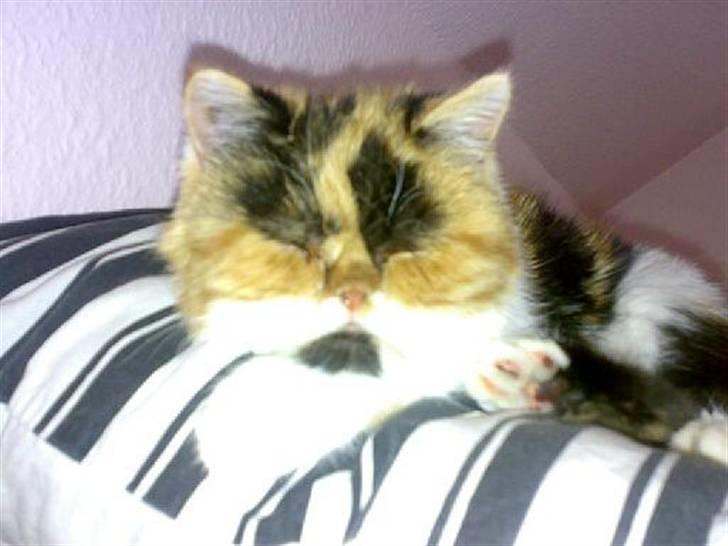 Exotic Thilde billede 5