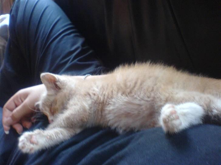 Huskat Bumle. - Så bliver der sovet igennem.. billede 1