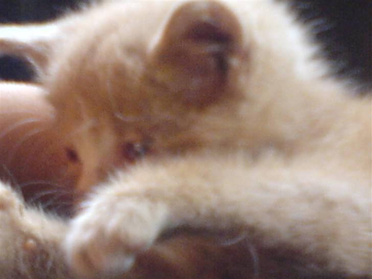 Huskat Bumle. billede 2