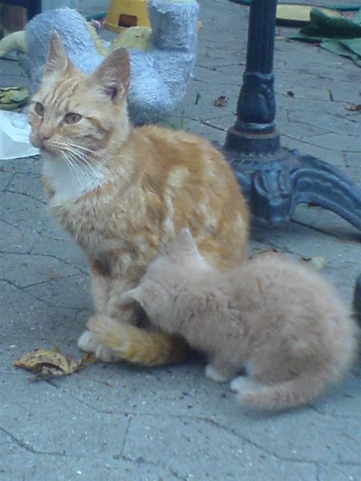 Huskat Bumle. - Mad Mad mor, jeg er sulten. billede 3