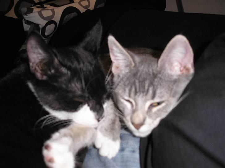 Huskat Carmen billede 8