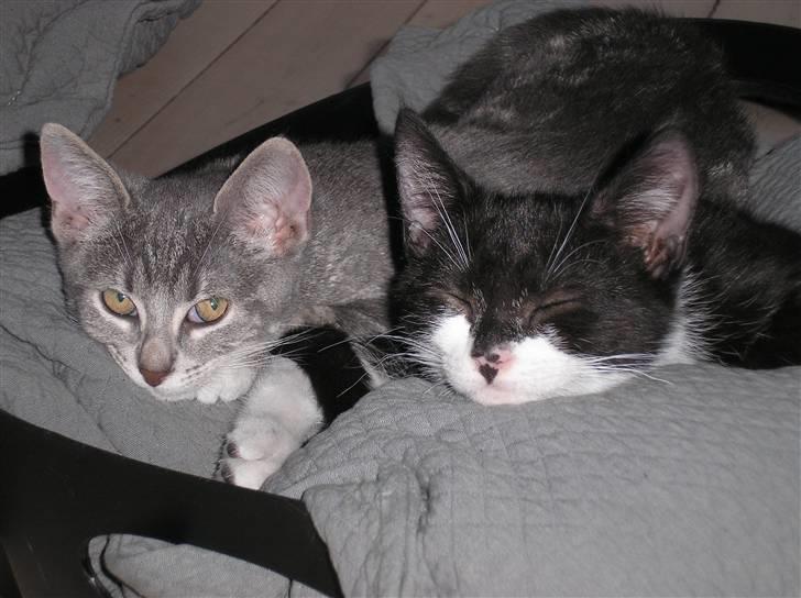 Huskat Carmen billede 9