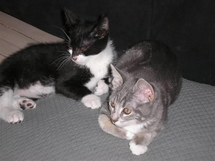 Huskat Carmen billede 10