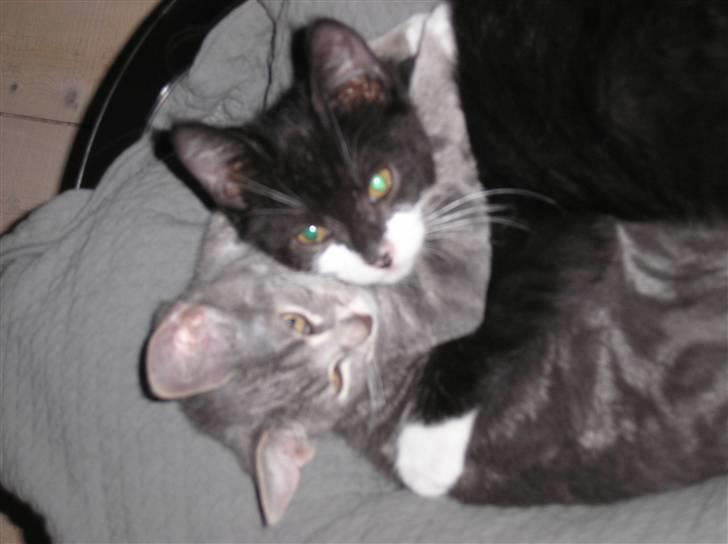 Huskat Carmen billede 11