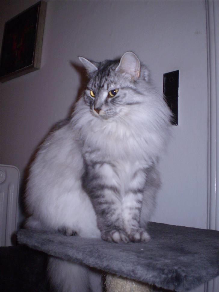 Blanding af racer RIP Cleo  - Velkommen til Cleos profil billede 1