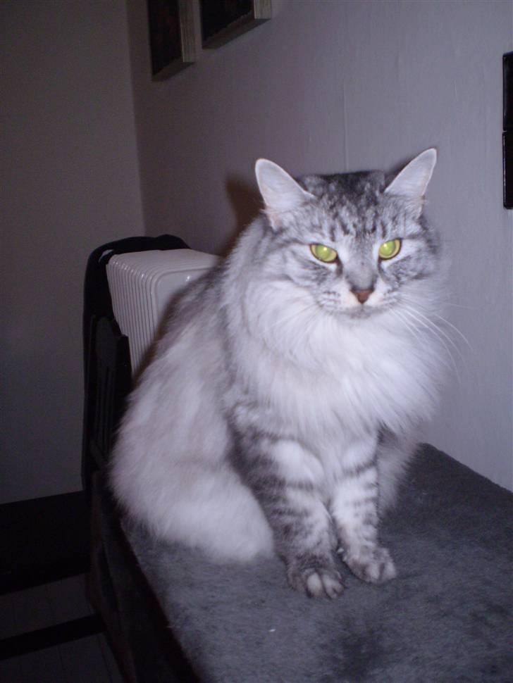 Blanding af racer RIP Cleo  - Smukke Cleo billede 2