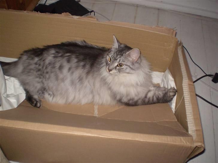 Blanding af racer RIP Cleo  - Det er så sjovt at lege i en tom papkasse ;o) billede 3