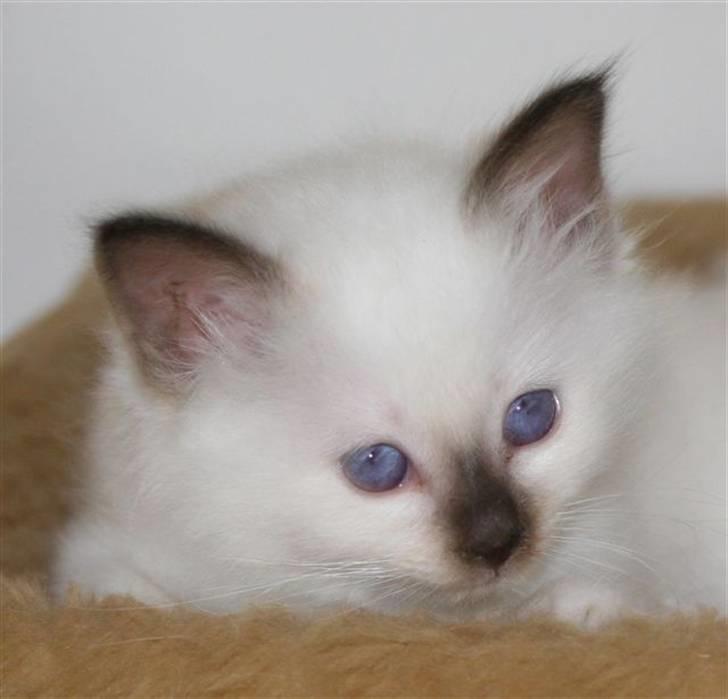 Hellig Birma Nicojama´s Rosie  Rais billede 1