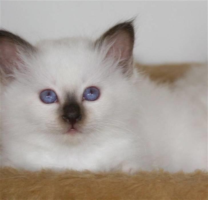 Hellig Birma Nicojama´s Rosie  Rais billede 2