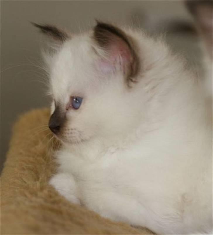 Hellig Birma Nicojama´s Rosie  Rais billede 3