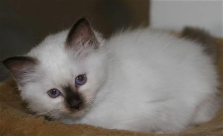 Hellig Birma Nicojama´s Rosie  Rais billede 4