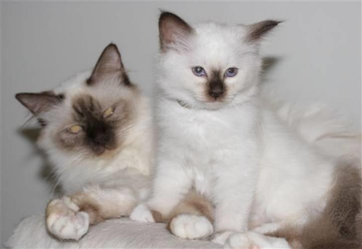 Hellig Birma Nicojama´s Rosie  Rais billede 5