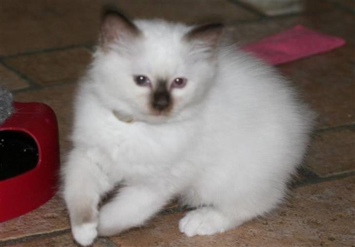 Hellig Birma Nicojama´s Rosie  Rais billede 6