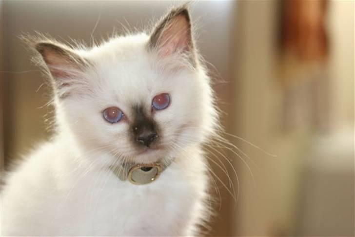 Hellig Birma Nicojama´s Rosie  Rais billede 7