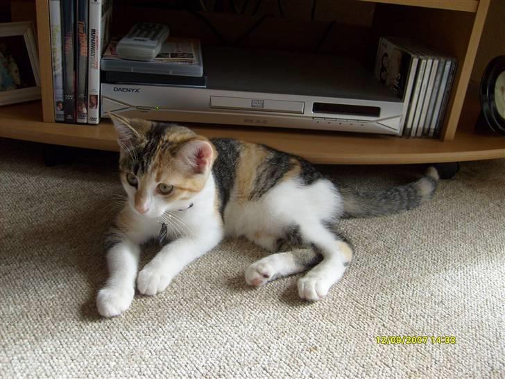 Huskat Amili (Mille) - 12/9 billede 7