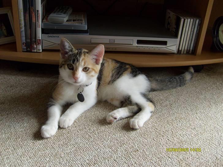 Huskat Amili (Mille) - 12/9 billede 8