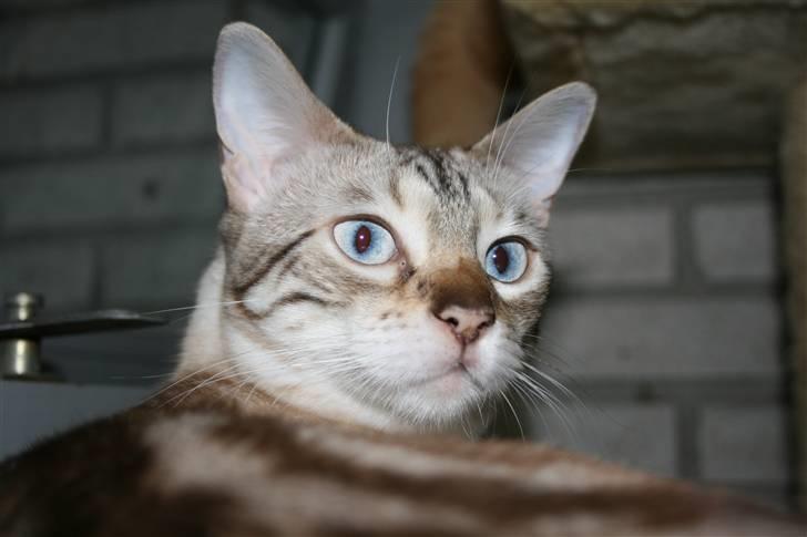 Bengal  Sesse *IP* billede 12