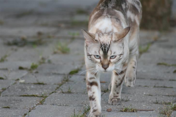 Bengal  Sesse *IP* - Grrrrrr se hvor farlig jeg er.... NYT 13/11 billede 13