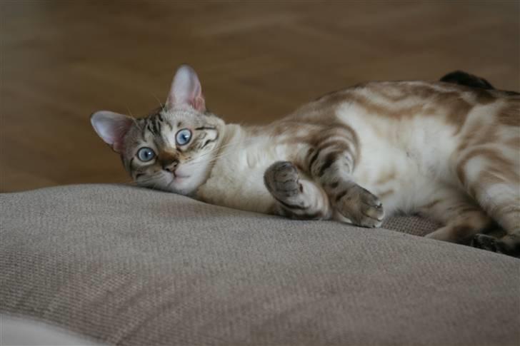 Bengal  Sesse *IP* - Så er der dømt hygge....!! billede 14