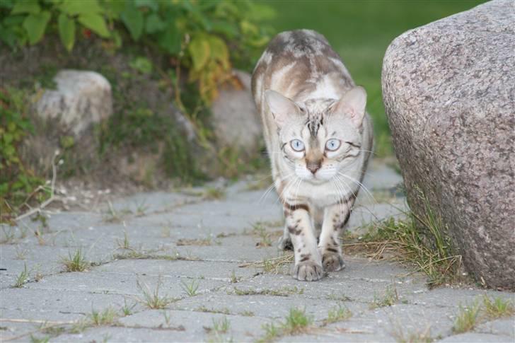 Bengal  Sesse *IP* - På lur.... NYT 13/11 billede 15