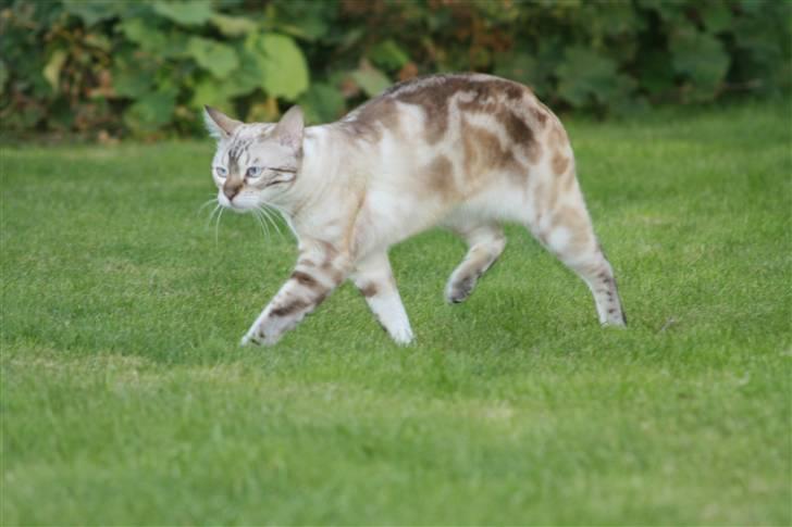 Bengal  Sesse *IP* - Sesse i haven NYT 13/11 billede 16