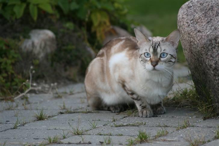 Bengal  Sesse *IP* - Sesse i haven NYT 13/11 billede 17