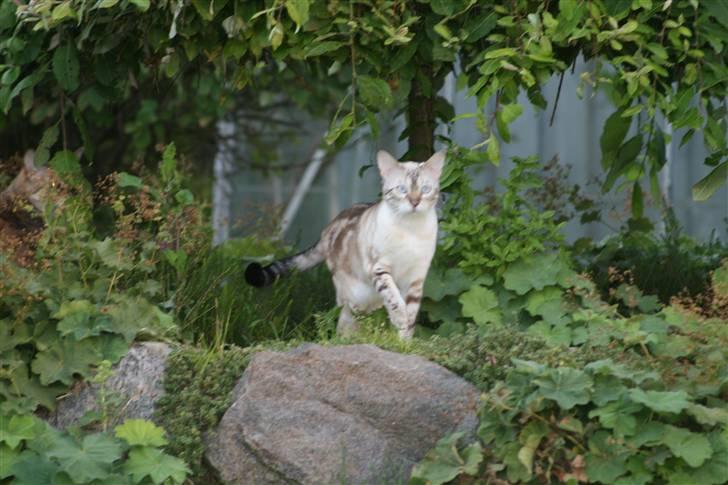 Bengal  Sesse *IP* - Herfra har hun overblikker over det meste af haven.. NYT 13/11 billede 18