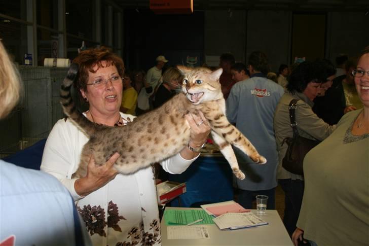 Bengal  Toulouse*GIP* - Smil til Kameraet sagde dommeren.. og det gjorde Toulouse....hahaha NYT 13/9 billede 18