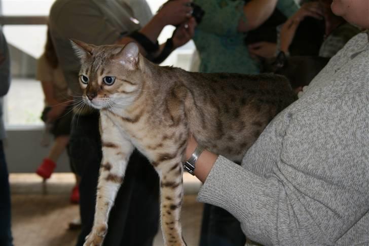 Bengal  Toulouse*GIP* - Min dygtige store dreng i Hamburg 8/9-9 billede 19