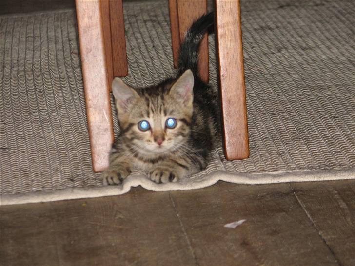 Huskat Viktor - viktor 6uger gammel billede 1