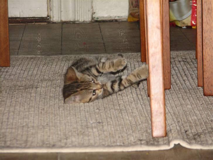 Huskat Viktor - viktor 6uger gammel billede 2