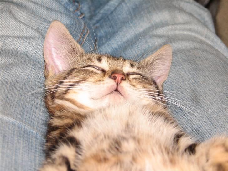 Huskat Viktor billede 3