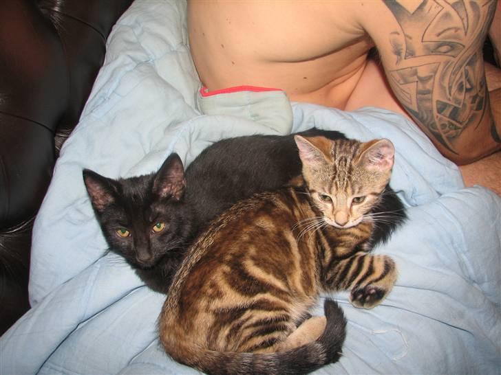 Huskat Viktor billede 4