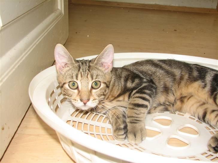 Huskat Viktor billede 5