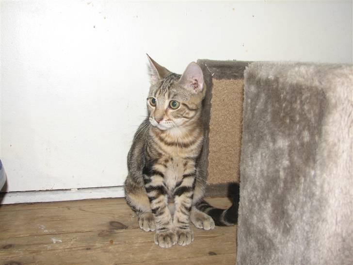 Huskat Viktor billede 6