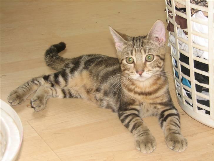 Huskat Viktor billede 7