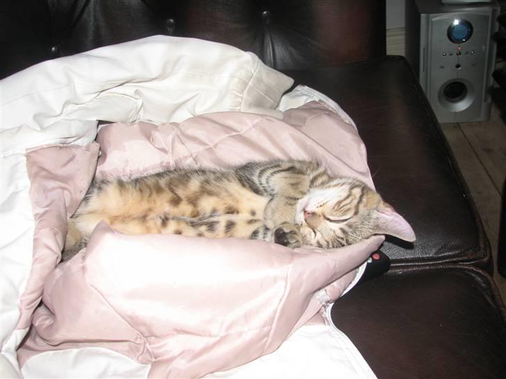 Huskat Viktor billede 8