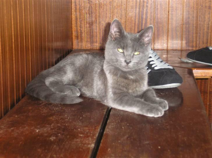 Huskat Lucky - Lille mig.... "Er der ikke snart mad?" billede 1