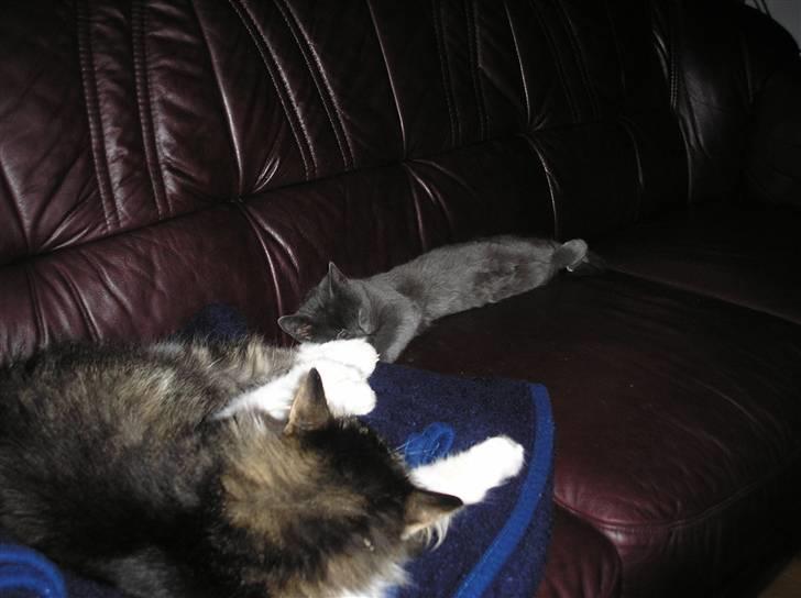 Huskat Lucky - Her ligger jeg med min storesøster. Hun kan ikke rigtigt lide mig. :-) billede 2